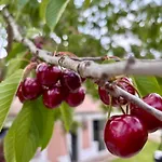 La Petite Maison De - Privatisation De Charme 5 étoiles Au Cœur Du Village - Maison 3 Affittacamere Giverny