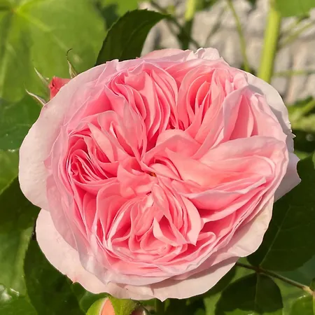 La Petite Maison De - De Charme 5 Etoiles Au Coeur Du Village - Maison 3 3 Salles De Bain - Jardin - Privatisation Giverny