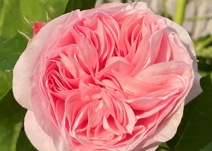 La Petite Maison De - De Charme 5 Etoiles Au Coeur Du Village - Maison 3 3 Salles De Bain - Jardin - Privatisation Ζιβερνί